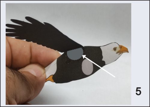 Aguila Libre