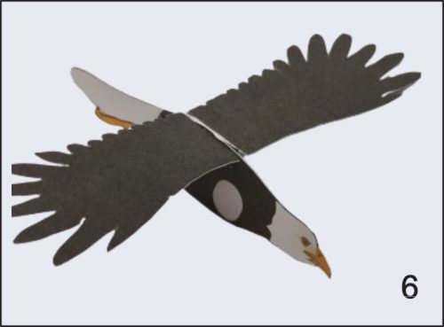 Aguila Libre