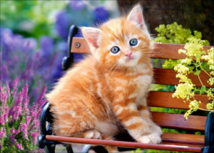 CAT KITTY