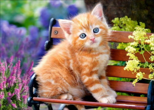 CAT KITTY