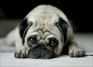 PUG PUG