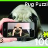PUG FRONT PUG