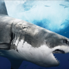 SHARK SHARK