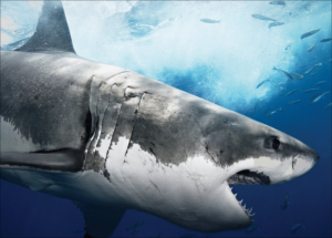 SHARK